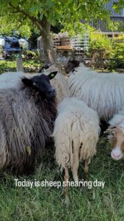 Vandaag is schapenscheerdag! Met dank aan schaapscheerder Jan!
