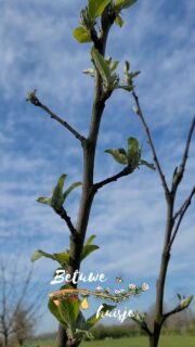 LENTE! 
Zoemende bij
Nieuw leven in de wei
Vogels nestelen
Bloemen bloeien 
De lente is begonnen
En wij zijn weer open!
WELKOM IN BETUWEHUISJE