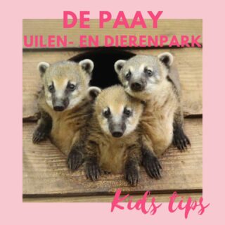 Uilen- en dierenpark De Paay in Beesd is eigenlijk een uit de hand gelopen hobby van een grote dierenliefhebber. Zijn verzameling van 78 soorten dieren van uilen, roofvogels en eenden tot stokstaartjes, kamelen en aapjes, is toegankelijk voor bezoekers die een kleine bijdrage betalen voor het onderhouden van de dieren. 

Echt bijzonder is de kangoeroeweide. Hier wonen een aantal Benett Wallaby’s, een klein soort kangoeroe. Zij lopen vrij rond in de weide net als de bezoekers en daardoor is er een rechtstreeks contact mogelijk. De caviaweide biedt net zoiets. Tijdens de warme lentedagen en de zomer lopen er tientallen cavia’s los rond en vinden het heerlijk om geaaid te worden door de bezoekers. 

www.depaay.nl